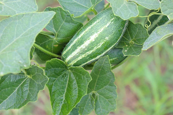 Gourde Pointue Couleur Verte Sur Arbre Dans Ferme Pour Récolte — Photo