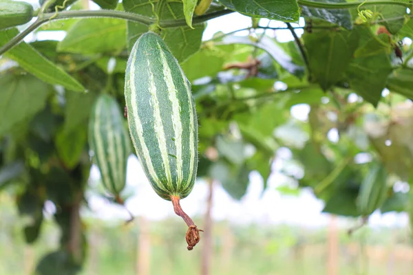 Zucca Appuntita Colore Verde Albero Azienda Agricola Raccolto — Foto Stock