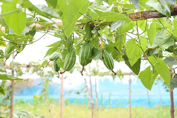 # Çiftlikte hasat için ağaçta yeşil benekli kabak #