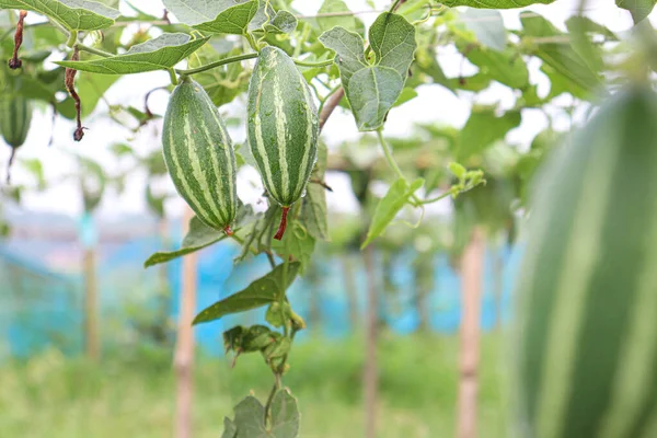 green colored pointed gourd on tree in farm for harvest