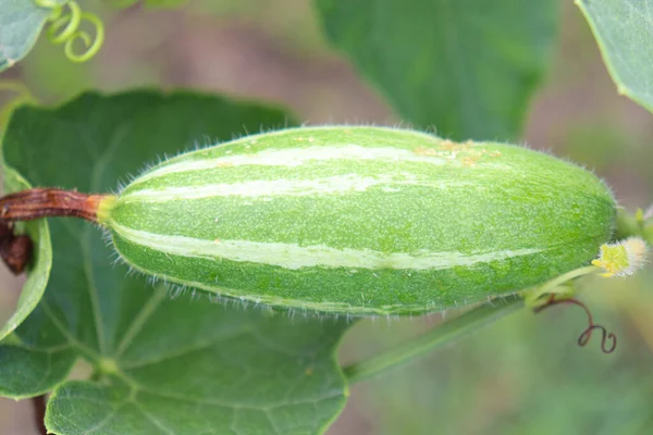 Gourde Pointue Couleur Verte Sur Arbre Dans Ferme Pour Récolte — Photo