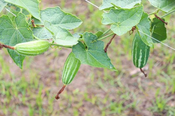 Πράσινο Χρώμα Μυτερή Κολοκύθα Στο Δέντρο Στο Αγρόκτημα Για Συγκομιδή — Φωτογραφία Αρχείου