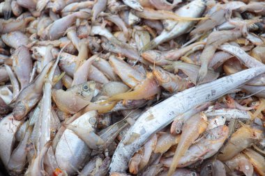 Bangladeş sahilinde hasat için deniz balığı stoku