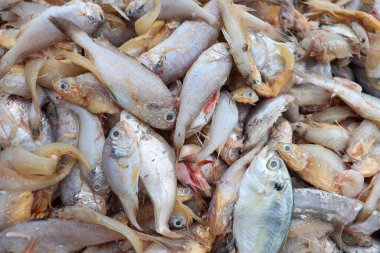 sea fish stock on beach in bangladesh for harvest