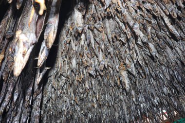 Lezzetli kurutulmuş ve tuzlanmış balık stokları, çiftlikte asılıp satılıyor.