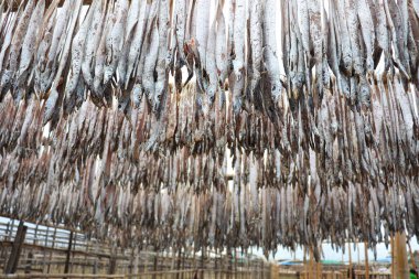 Lezzetli kurutulmuş ve tuzlanmış balık stokları, çiftlikte asılıp satılıyor.
