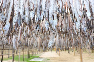 tasty dried and salted fish stock with hanging on farm for harvest and sell