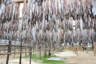 Lezzetli kurutulmuş ve tuzlanmış balık stokları, çiftlikte asılıp satılıyor.