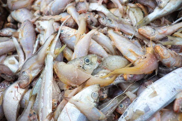 Sea Fish Stock Beach Bangladesh Harvest — Stock Photo, Image
