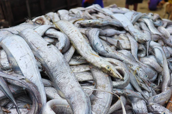 Sea Fish Stock Beach Bangladesh Harvest — стоковое фото