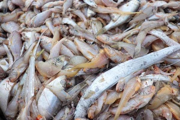 Bangladeş sahilinde hasat için deniz balığı stoku