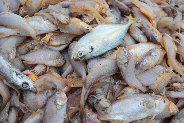 Sea Fish Stock Beach Bangladesh Harvest — стоковое фото