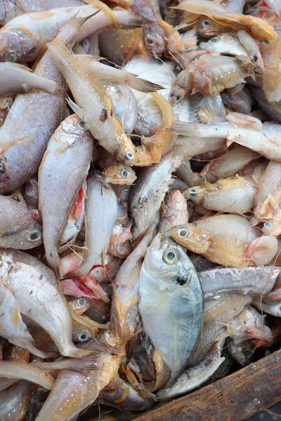 Bangladeş sahilinde hasat için deniz balığı stoku