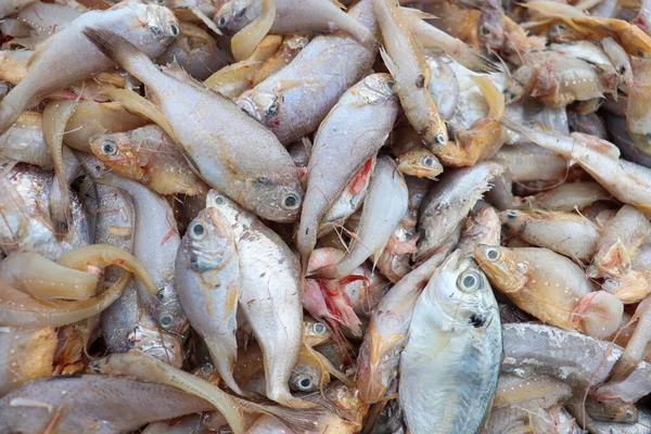 Sea Fish Stock Beach Bangladesh Harvest — стоковое фото