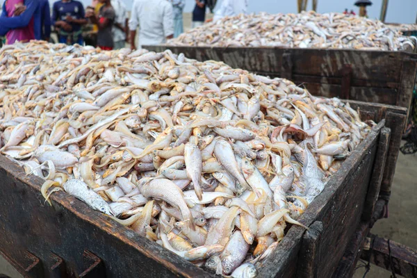 Sea Fish Stock Beach Bangladesh Harvest — 图库照片