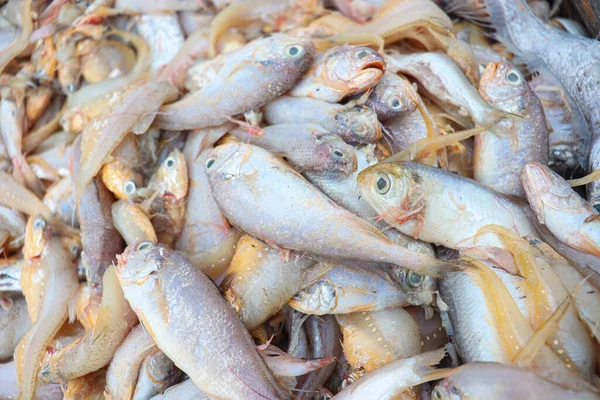 Sea Fish Stock Beach Bangladesh Harvest — стоковое фото