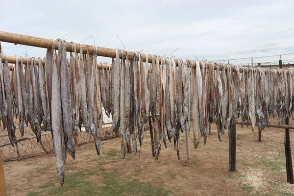 Lezzetli kurutulmuş ve tuzlanmış balık stokları, çiftlikte asılıp satılıyor.