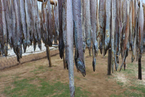 Saboroso Caldo Peixe Seco Salgado Com Suspensão Fazenda Para Colheita — Fotografia de Stock