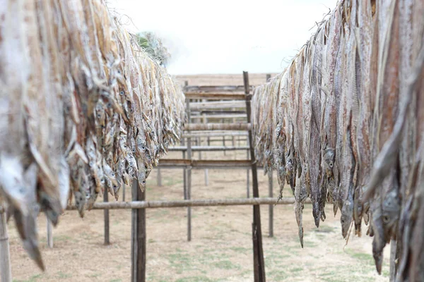 Tasty Dried Salted Fish Stock Hanging Farm Harvest Sell — Foto de Stock