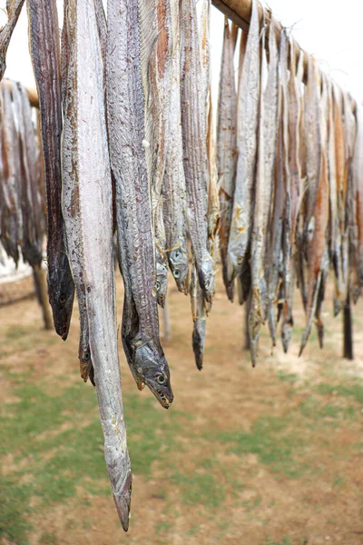 Tasty Dried Salted Fish Stock Hanging Farm Harvest Sell — Foto de Stock