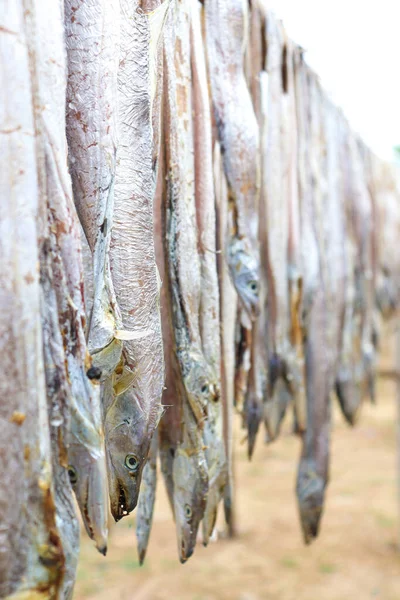 Tasty Dried Salted Fish Stock Hanging Farm Harvest Sell — Foto de Stock