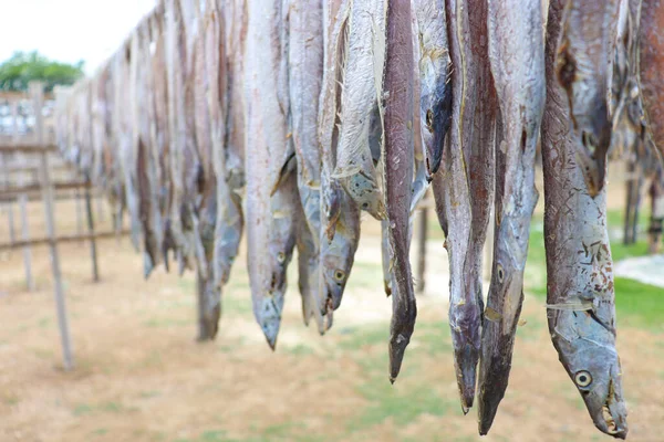 Lezat Kering Dan Asin Stok Ikan Dengan Tergantung Pertanian Untuk — Stok Foto
