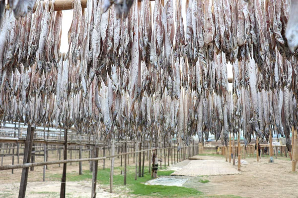 Lezzetli kurutulmuş ve tuzlanmış balık stokları, çiftlikte asılıp satılıyor.
