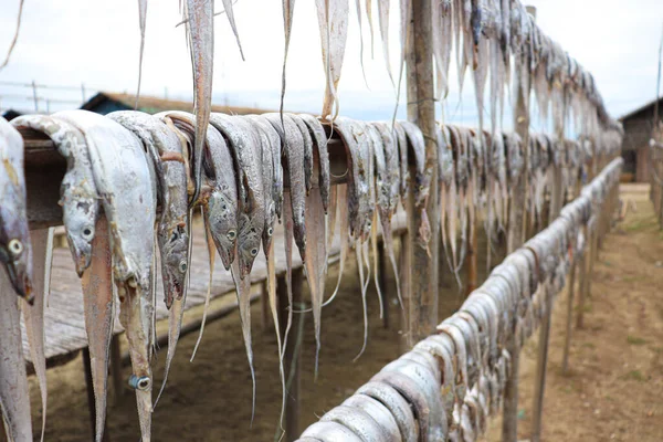 Tasty Dried Salted Fish Stock Hanging Farm Harvest Sell — Foto de Stock