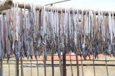 Lezzetli kurutulmuş ve tuzlanmış balık stokları, çiftlikte asılıp satılıyor.
