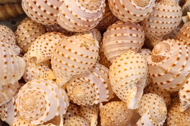 Havalı deniz salyangozu stokları satışta