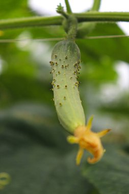 Hasat için çiftlikteki ağaçtaki lezzetli ve sağlıklı taze salatalıklar.