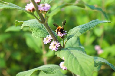 Bahçesinde yeşil yaprak olan beyaz renkli güzel çiçek.
