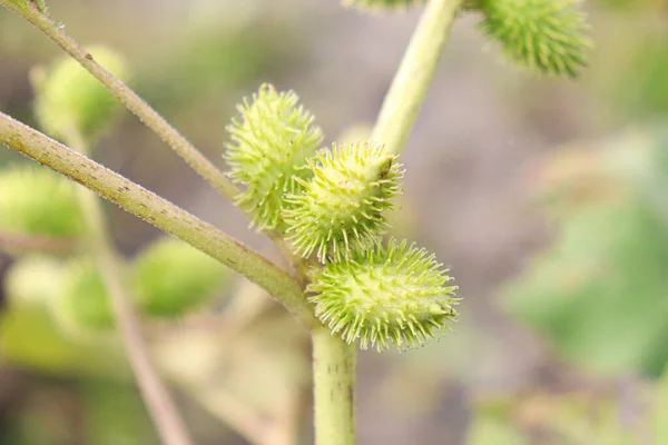 Green Colored Beautiful Flower Green Leaf Garden — Fotografia de Stock