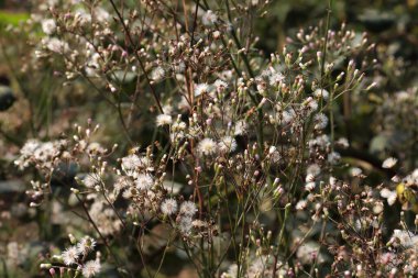 Bahçesinde yeşil yaprak olan beyaz renkli güzel çiçek.