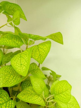 Bahçesinde yaprak olan güzel yeşil ağaç.