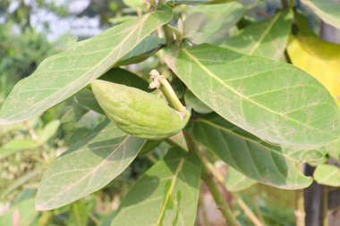 yeşil renkli pamuk tomurcuğu çiftlikteki ağaçta hasat için