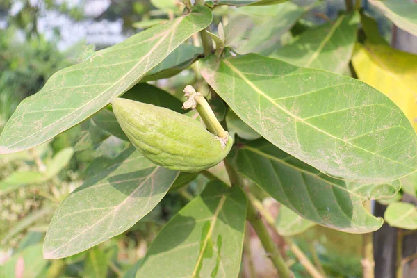 yeşil renkli pamuk tomurcuğu çiftlikteki ağaçta hasat için