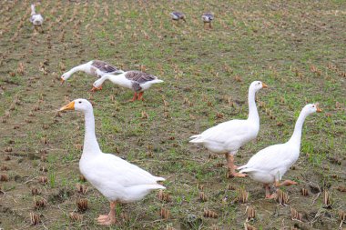 Beyaz renkli kuğu çiftlikte hasat için.