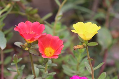 sarı renkli güzel çiçek çiftlikteki ağaçta