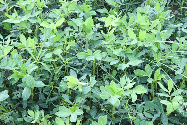 Fıstık ağacı çiftlikte hasat için yakın plan