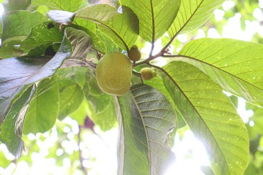 yeşil renkli taze Artocarpus lacucha stoku hasat için çiftlikteki ağaçta