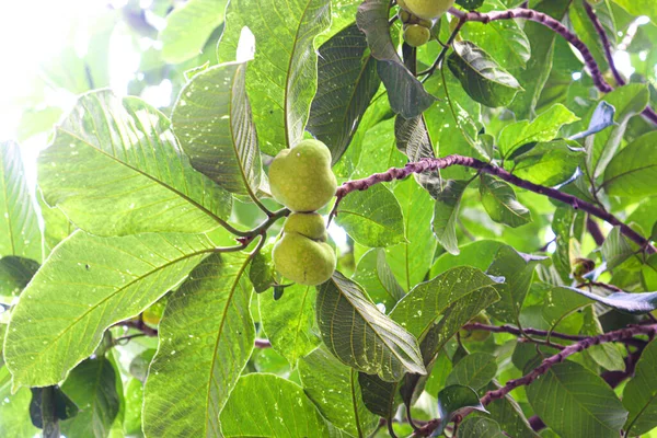 Vert Couleur Fraîche Artocarpus Lacucha Stock Sur Arbre Dans Ferme — Photo