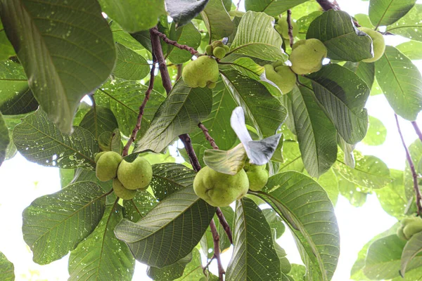 Πράσινο Χρώμα Φρέσκο Απόθεμα Artocarpus Lacucha Στο Δέντρο Στο Αγρόκτημα — Φωτογραφία Αρχείου