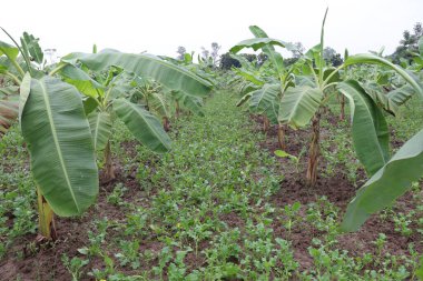 Muz ağacı çiftliğinde hasat ve satış için