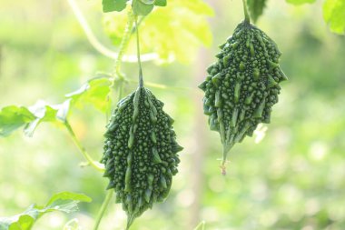 Taze ve sağlıklı çiğ çiğ karpuz çiftlikteki ağaçta hasat için.