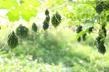Taze ve sağlıklı çiğ çiğ karpuz çiftlikteki ağaçta hasat için.