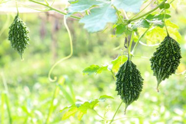 Taze ve sağlıklı çiğ çiğ karpuz çiftlikteki ağaçta hasat için.