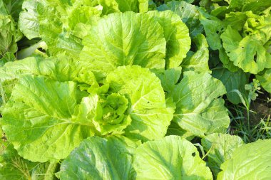 Lezzetli ve sağlıklı yeşil renkli marul yaprağı hasat için çiftlikte