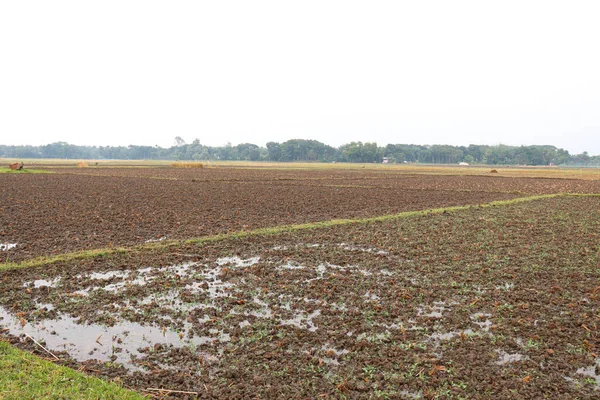 Zielony Widok Pola Niebieskim Niebem Naturą — Zdjęcie stockowe