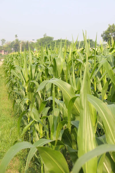 Zöld Színű Kukorica Cég Virág Betakarítás — Stock Fotó